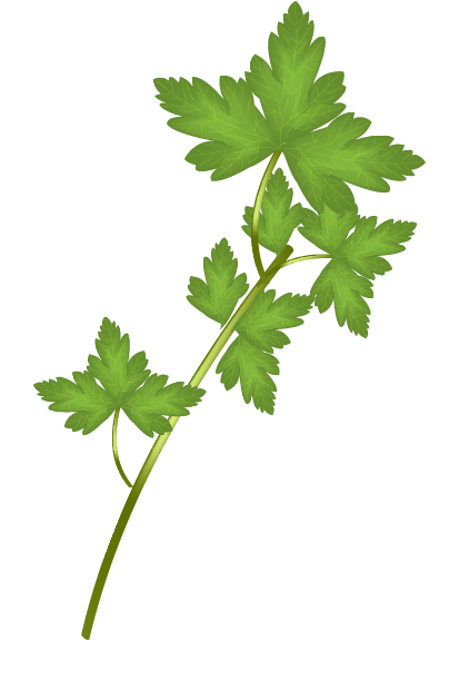 Cueillette de plantes sauvages