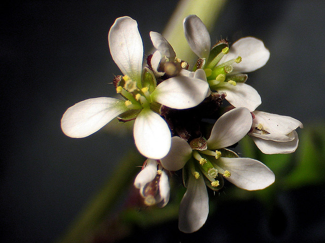 Cardamine hérissée