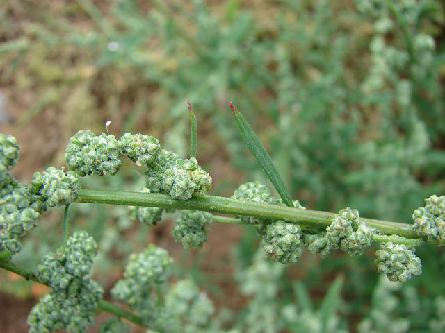 Chénopode blanc