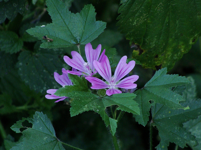 Grande mauve (Malva sylvestris) - Plantes Comestibles