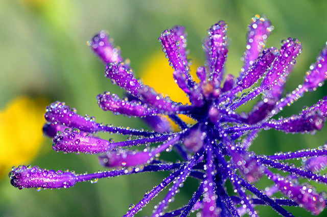 Muscari à toupet