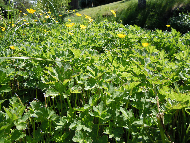 Renoncule rampante (Ranunculus repens) - Plantes Comestibles