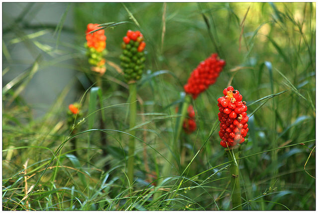 Arum tacheté