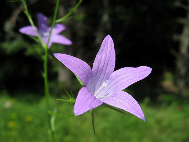 Campanule raiponce (Campanula rapunculus) - Plantes Comestibles