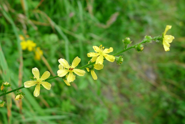 eupatoire (Agrimonia eupatoria) Plantes