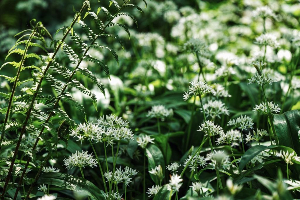 Ail des ours en fleurs dans un sous-bois